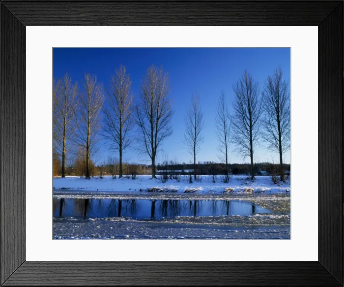 Framed Print : Poplar trees on The River Teviot Framed Print : Poplar trees on The River Teviot