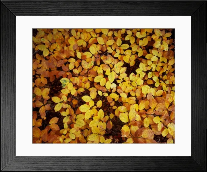 Framed Print : Autumn leaves Framed Print : Autumn leaves