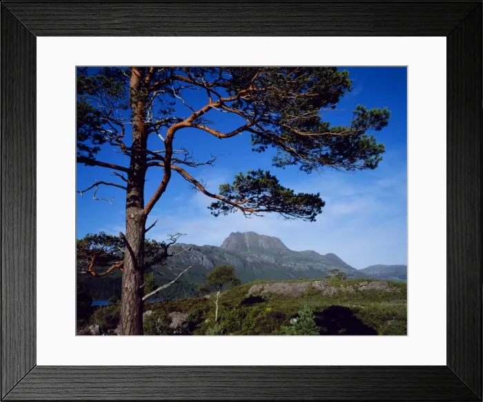 Framed Print : Scots Pine, Slioch Framed Print : Scots Pine, Slioch