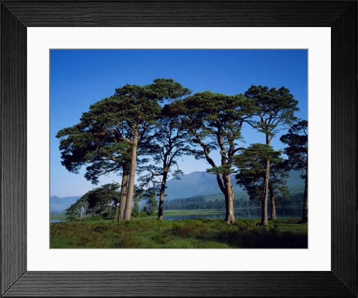 Framed Print : Scots Pine at Loch Tulla Framed Print : Scots Pine at Loch Tulla
