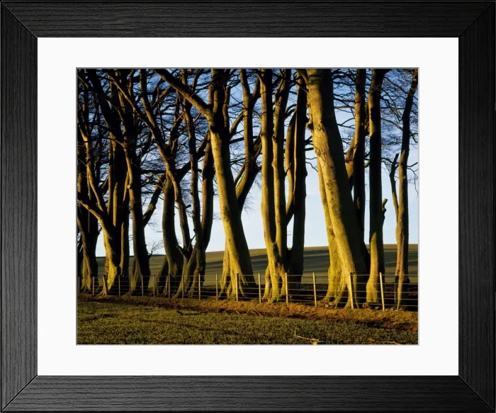 Framed Print : Morning light on trees Framed Print : Morning light on trees