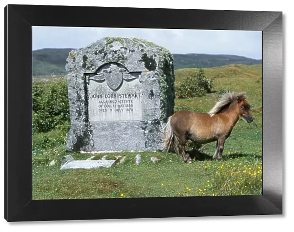 An Eriskay pony stands beside the memorial to John