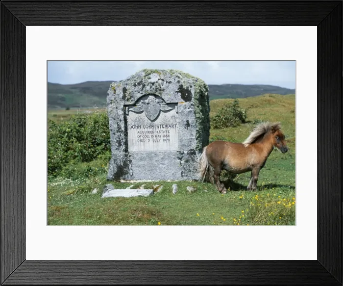 Framed Print : An Eriskay pony stands beside the memorial to John Framed Print : An Eriskay pony stands beside the memorial to John