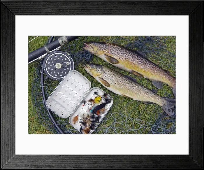 Framed Print : Two fine brown trout caught with dapping fly and rod from a boat on Loch Ba