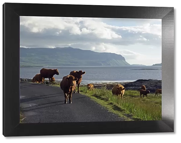 Luing cattle roam free along the shore of