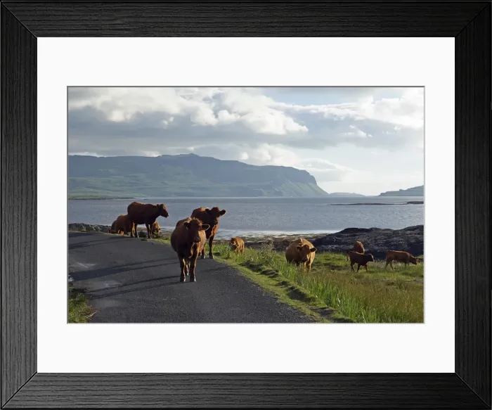 Framed Print : Luing cattle roam free along the shore of Framed Print : Luing cattle roam free along the shore of