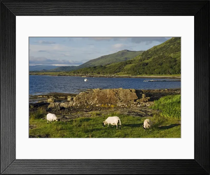 Framed Print : Black faced sheep roam free along the shore of Loch na Keal Framed Print : Black faced sheep roam free along the shore of Loch na Keal