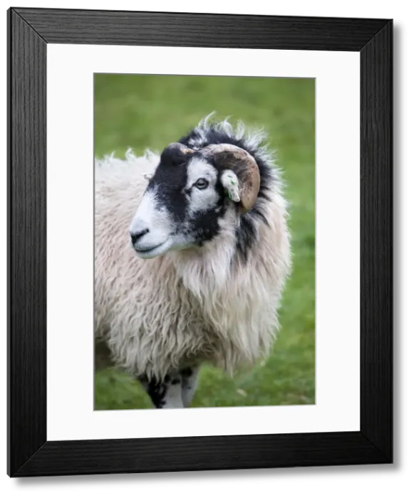 Framed Print : Herdwick Sheep Framed Print : Herdwick Sheep