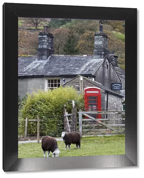Herdwick Sheep & Cottage