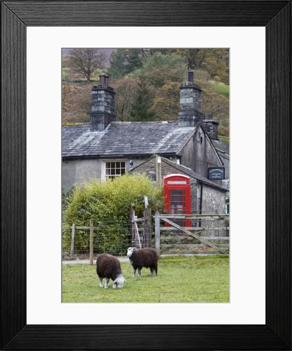 Framed Print : Herdwick Sheep & Cottage Framed Print : Herdwick Sheep & Cottage
