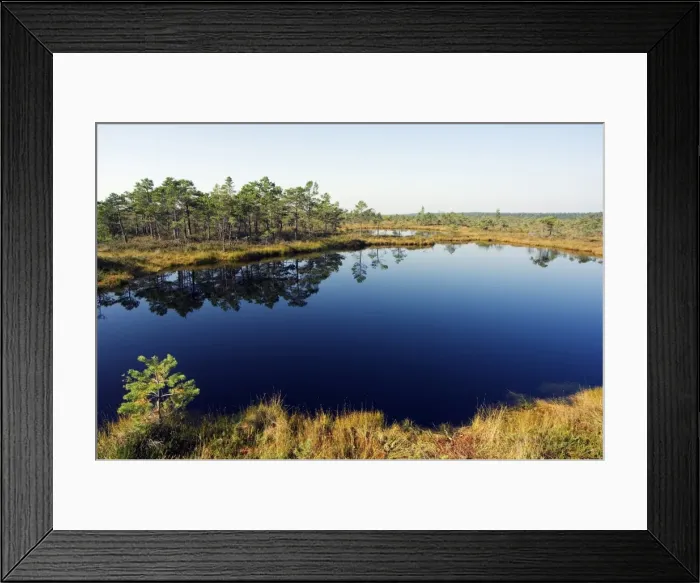Framed Print : Protected Land of Bogs and Marshes in the Kemeri National Park near Jurmala Framed Print : Protected Land of Bogs and Marshes in the Kemeri National Park near Jurmala