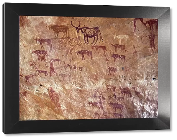 Rock painting depicting domestic cattle in the Jebel