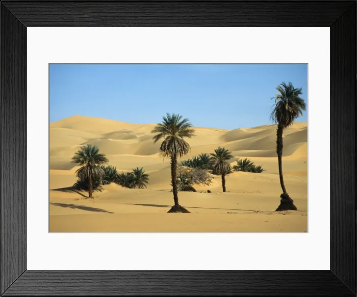 Framed Print : Palm trees in the Idehan Ubari Framed Print : Palm trees in the Idehan Ubari
