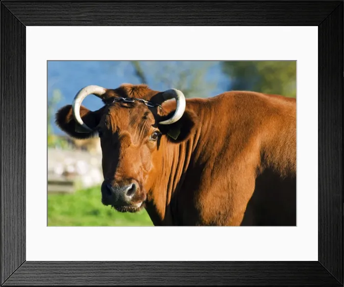 Framed Print : Lithuania, Aukstaitija National Park, Land of Lakes and Hills Framed Print : Lithuania, Aukstaitija National Park, Land of Lakes and Hills