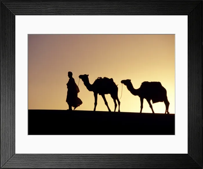 Framed Print : A Berber tribesman is silhouetted as he leads his two Framed Print : A Berber tribesman is silhouetted as he leads his two