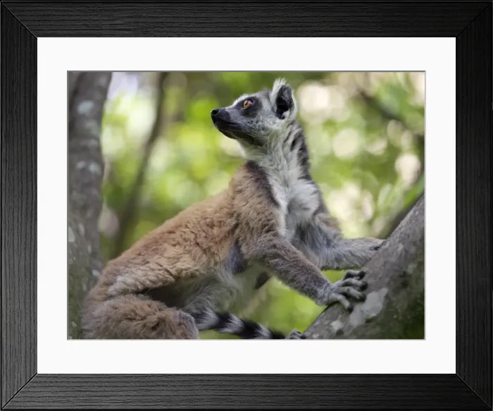 Framed Print : A ring-tailed lemur (Lemur catta) in the Canyon des makis Framed Print : A ring-tailed lemur (Lemur catta) in the Canyon des makis