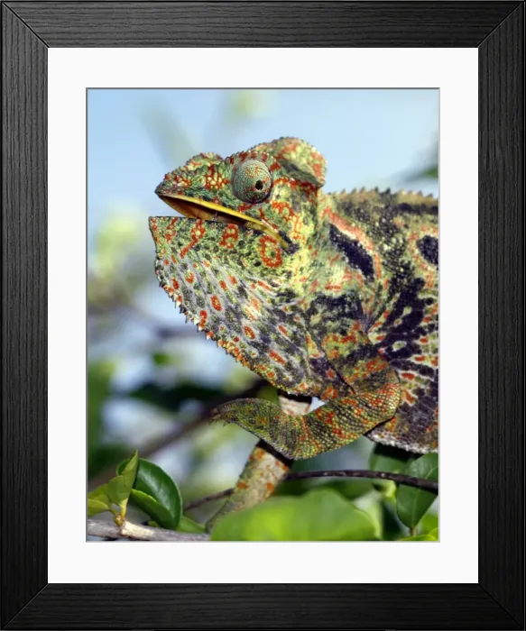 Framed Print : A brightly coloured chameleon Framed Print : A brightly coloured chameleon