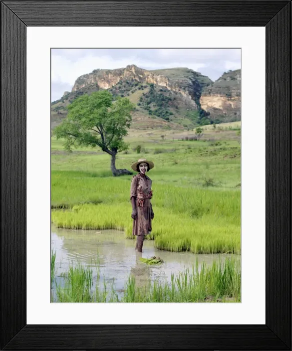 Framed Print : A Bara woman works in her paddy fields close to Framed Print : A Bara woman works in her paddy fields close to