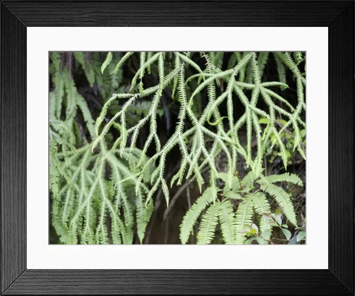 Framed Print : Madagascar
