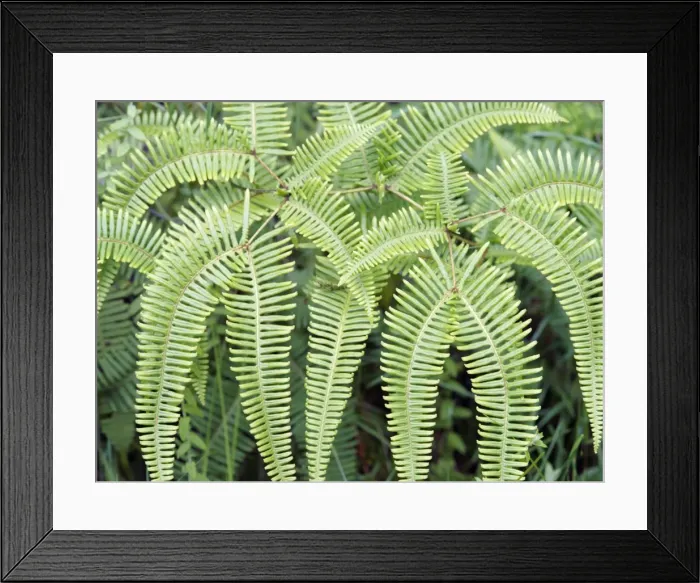 Framed Print : Madagascar Framed Print : Madagascar