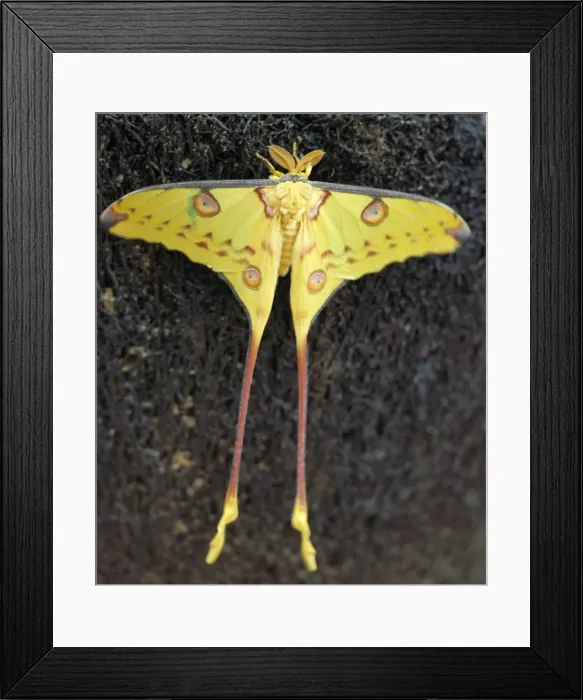 Framed Print : Rights Managed Framed Print : Rights Managed