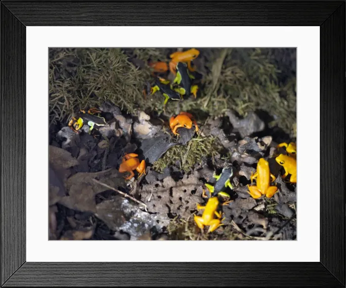 Framed Print : Madagascar, Perinet Framed Print : Madagascar, Perinet