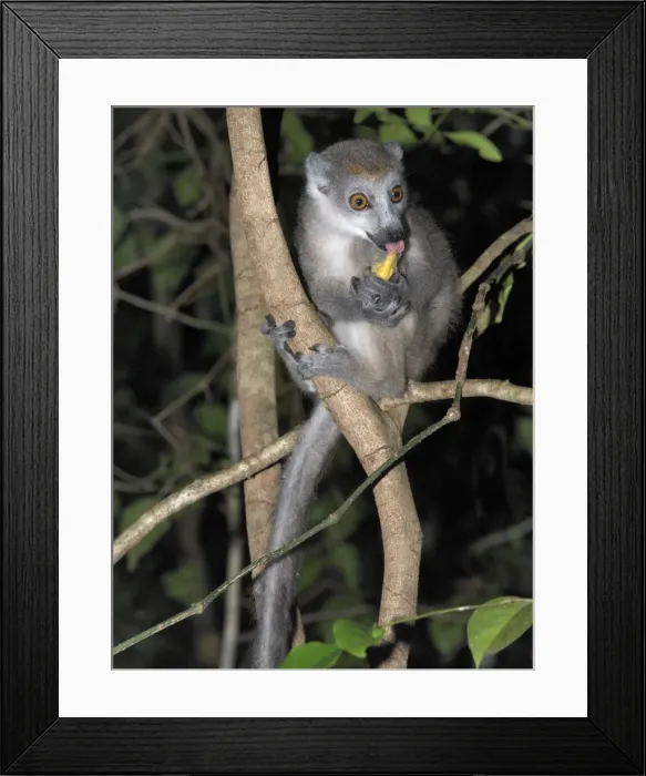Framed Print : A female crowned lemur (Eulemur coronatus) in the 18 Framed Print : A female crowned lemur (Eulemur coronatus) in the 18