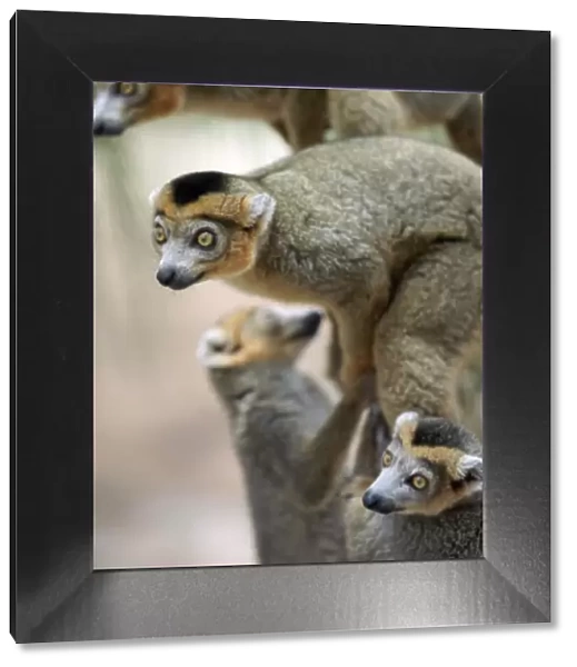 Male crowned lemurs