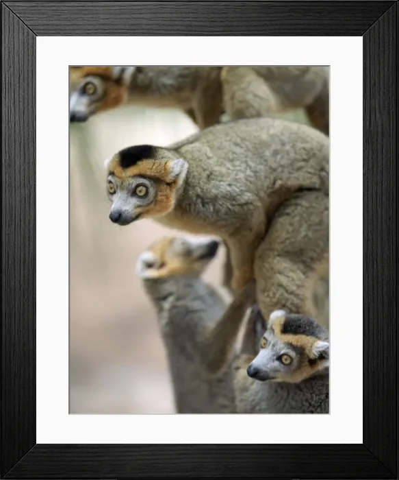 Framed Print : Male crowned lemurs Framed Print : Male crowned lemurs
