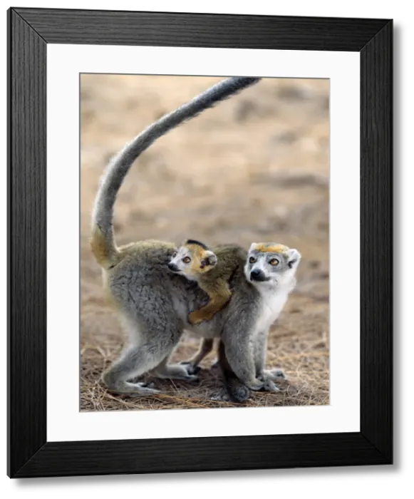 Framed Print : Male crowned lemurs Framed Print : Male crowned lemurs