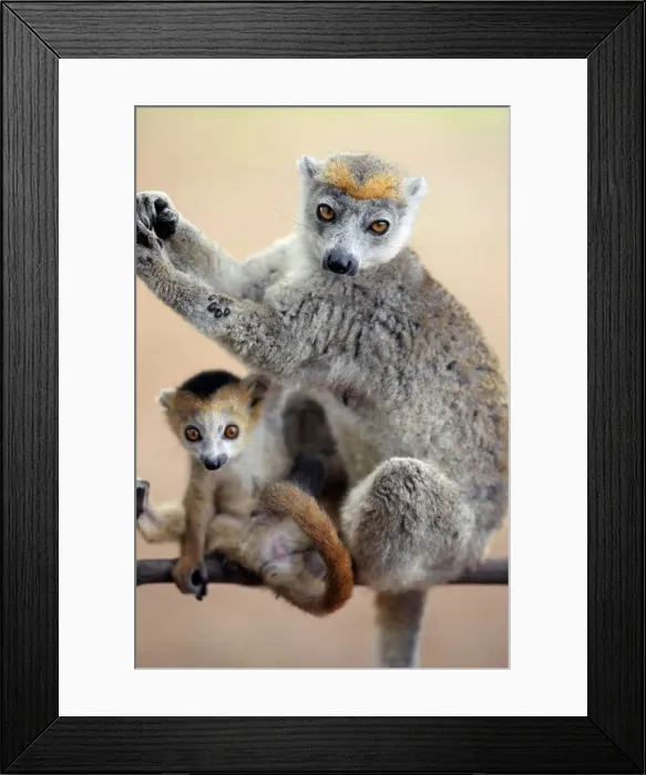 Framed Print : Male crowned lemurs Framed Print : Male crowned lemurs