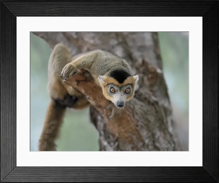 Framed Print : A male crowned lemur Framed Print : A male crowned lemur