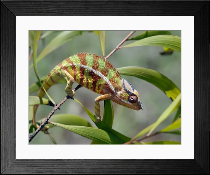 Framed Print : A male panther chameleon (Furcifer padalis) in breeding colours Framed Print : A male panther chameleon (Furcifer padalis) in breeding colours