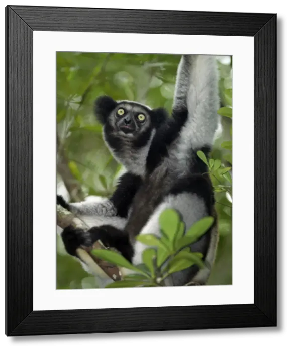 Framed Print : An indri (Indri indri) in eastern Madagascar Framed Print : An indri (Indri indri) in eastern Madagascar