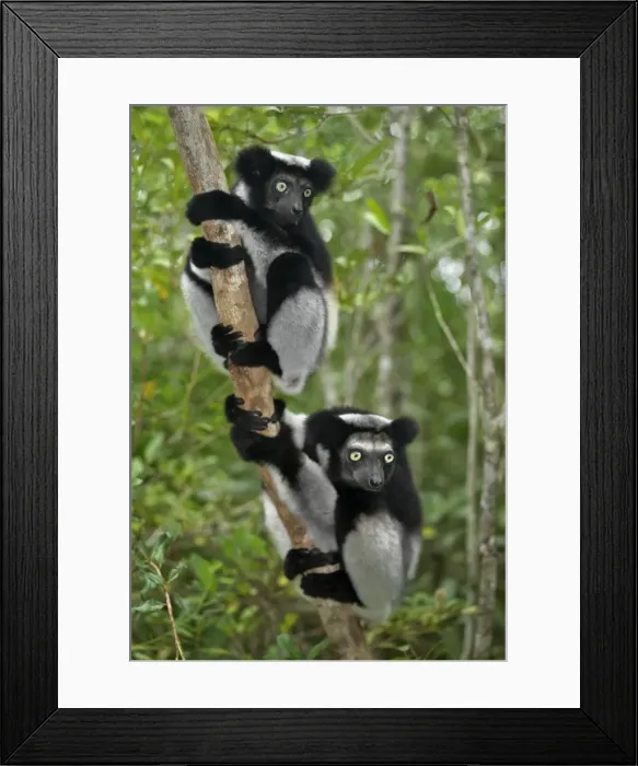 Framed Print : An indri (Indri indri) in eastern Madagascar Framed Print : An indri (Indri indri) in eastern Madagascar