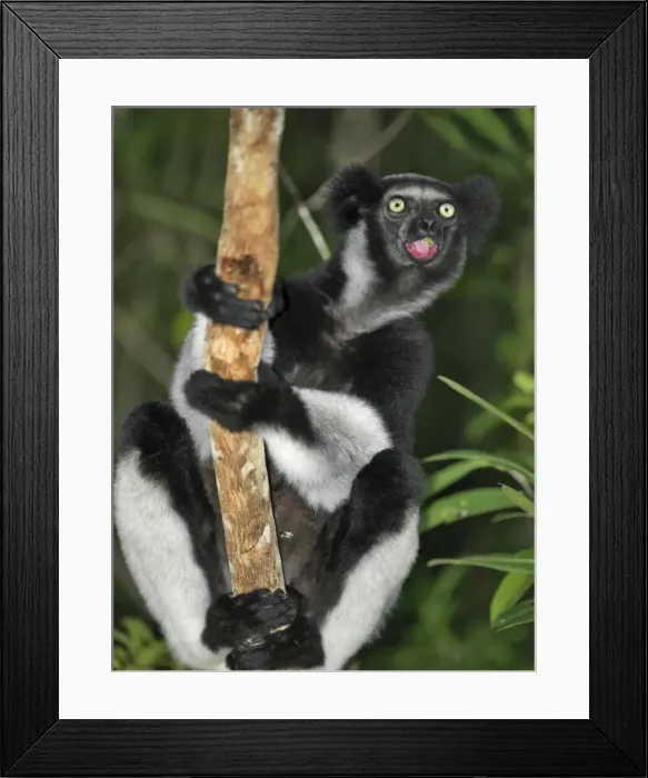 Framed Print : An indri (Indri indri) in eastern Madagascar Framed Print : An indri (Indri indri) in eastern Madagascar