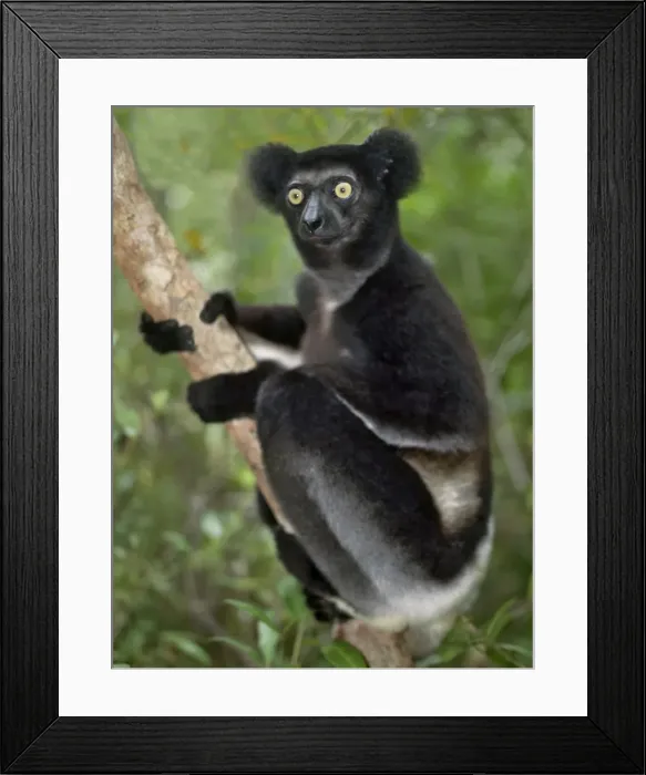 Framed Print : An imature indri (Indri indri) in eastern Madagascar Framed Print : An imature indri (Indri indri) in eastern Madagascar