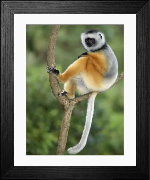 Framed Print : A diademed sifaka Framed Print : A diademed sifaka