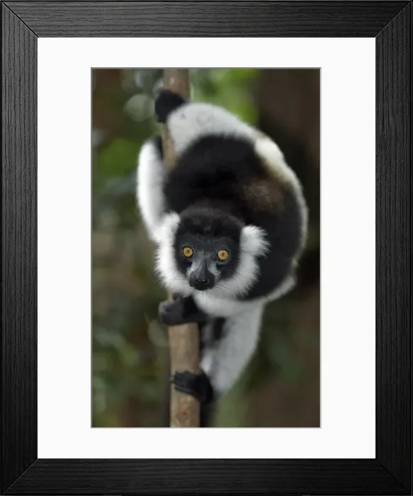 Framed Print : A black-and-white ruffed lemur Framed Print : A black-and-white ruffed lemur