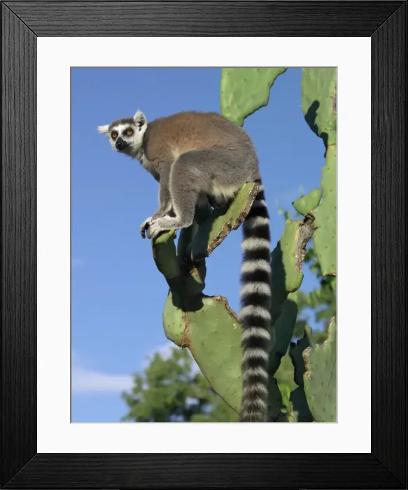 Framed Print : A ring-tailed lemur Framed Print : A ring-tailed lemur