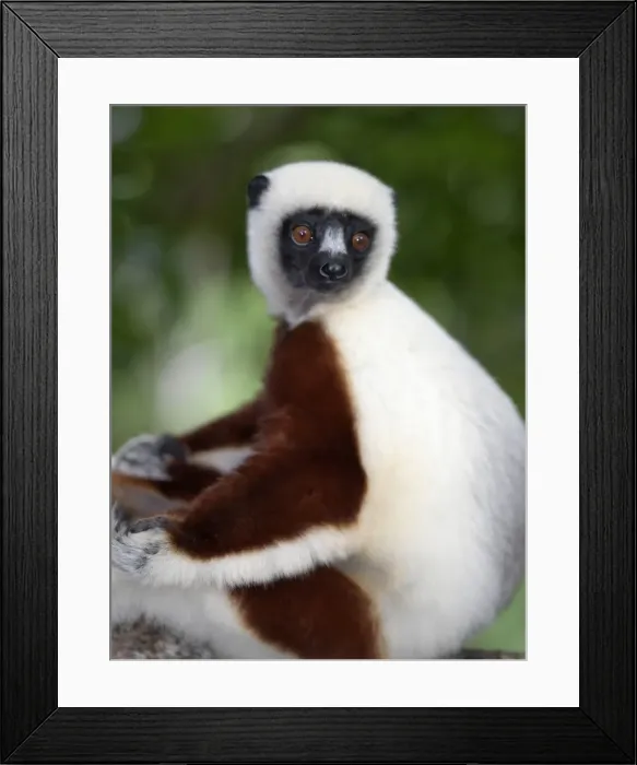 Framed Print : A Coquerels sifaka Framed Print : A Coquerels sifaka