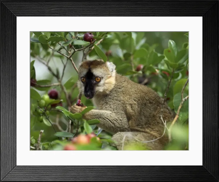 Framed Print : A brown lemur (Eulemur fulvus fulvus) eating wild guava fruits Framed Print : A brown lemur (Eulemur fulvus fulvus) eating wild guava fruits