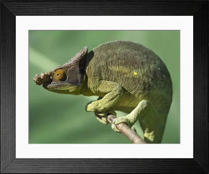 Framed Print : A Parsons chameleon (Calumma parsonii) Framed Print : A Parsons chameleon (Calumma parsonii)