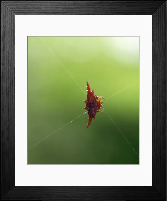 Framed Print : A thorn spider - one of the many endemic species or sub-species of Madagascar Framed Print : A thorn spider - one of the many endemic species or sub-species of Madagascar