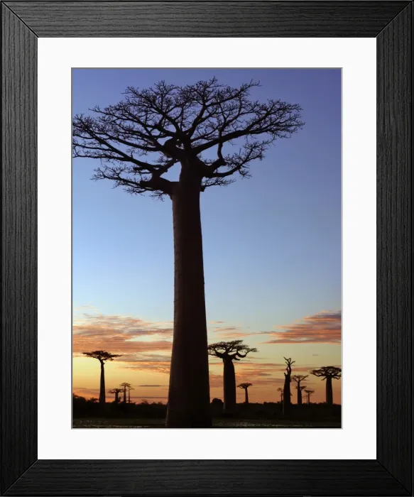Framed Print : The Avenue of Baobabs at sunrise Framed Print : The Avenue of Baobabs at sunrise
