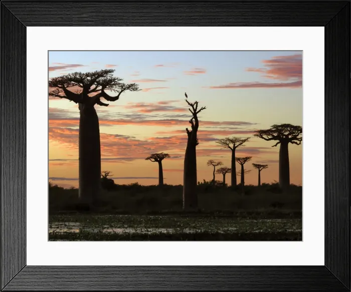 Framed Print : Rights Managed Framed Print : Rights Managed