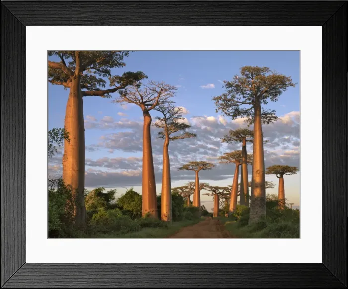 Framed Print : The Avenue of Baobabs at sunrise Framed Print : The Avenue of Baobabs at sunrise