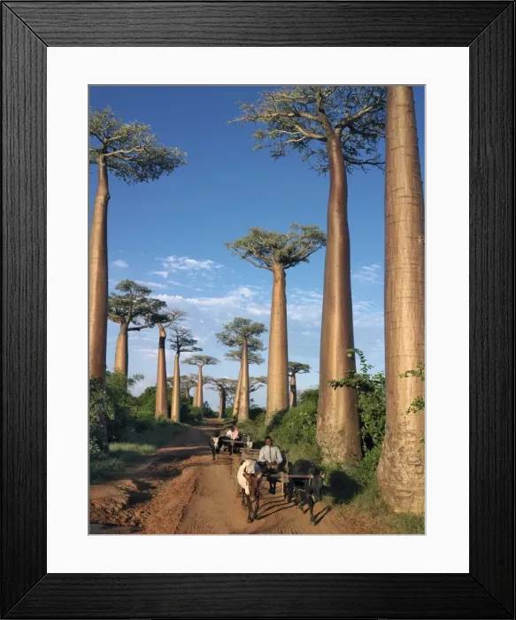 Framed Print : The Avenue of Baobabs with ox-drawn carts Framed Print : The Avenue of Baobabs with ox-drawn carts