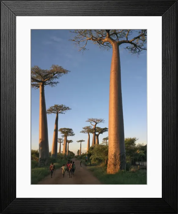 Framed Print : The Avenue of Baobabs Framed Print : The Avenue of Baobabs