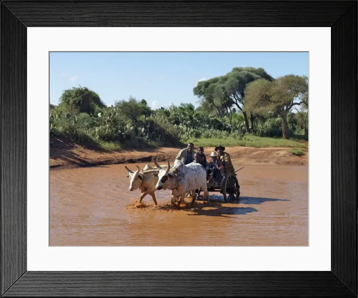 Framed Print : An ox-drawn cart carries a party of men across a flooded Framed Print : An ox-drawn cart carries a party of men across a flooded